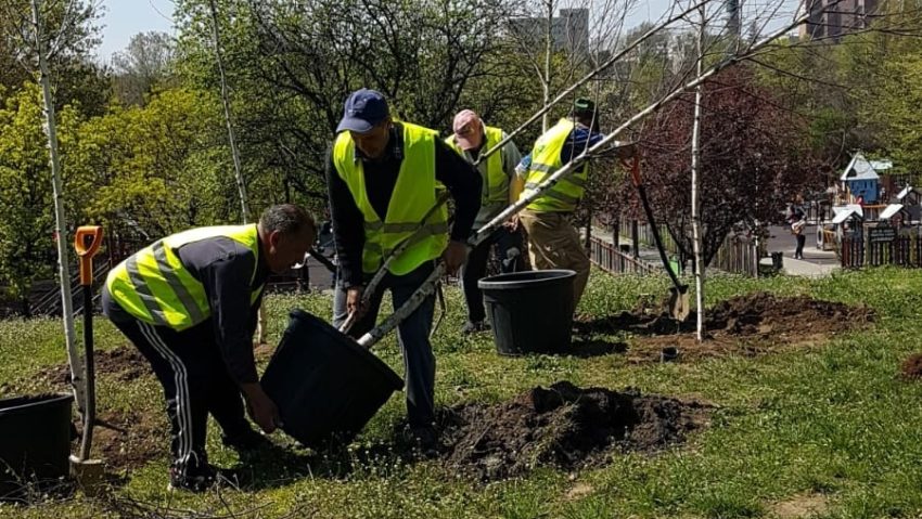 Se plantează copaci în sectorul 2!