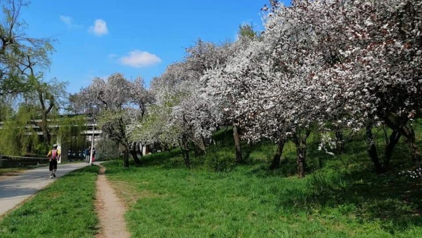 Vreme placuta