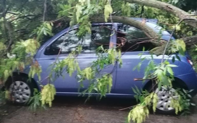 Mai mulţi copaci au fost doborâţi de vânt în Bucureşti