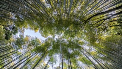 Aproape o treime dintre speciile de arbori din întreaga lume sunt în pericol de dispariţie 