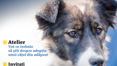 Ediție specială a Târgului de adopții pentru câinii fără stăpân