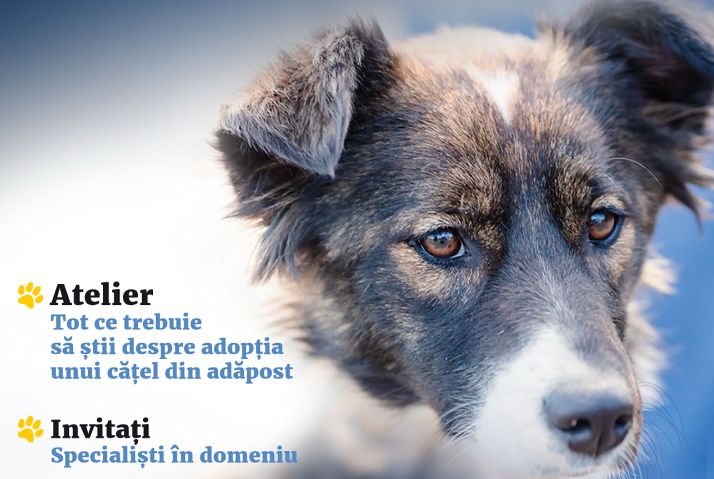 Ediție specială a Târgului de adopții pentru câinii fără stăpân