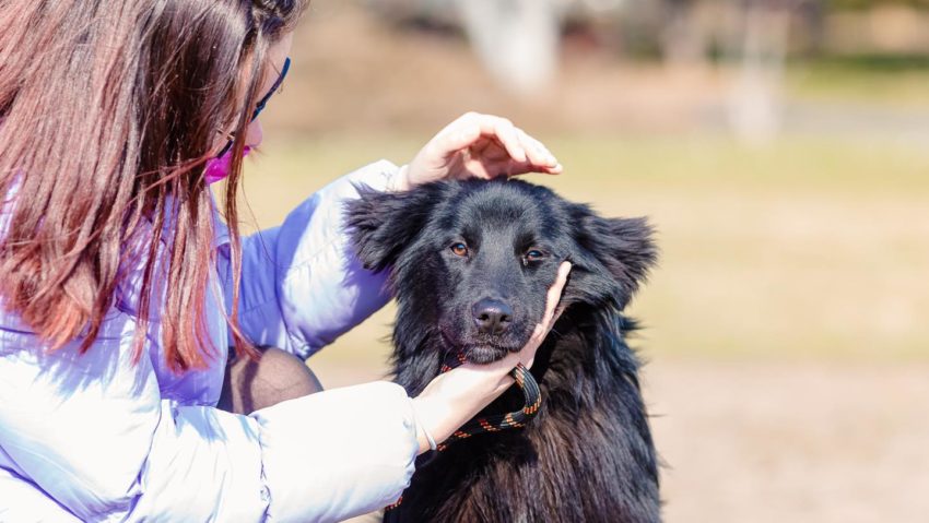 Adopții de câini, sâmbătă, la târgul ASPA din Parcul Tineretului