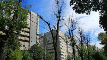 A început curățarea parcurilor de arborii uscați