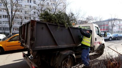 În Sectorul 3 au fost colectaţi 10.000 de brazi de Crăciun