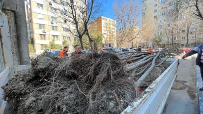 Aproximativ 2.000 de arbori, plantați până la finalul lunii în Sectorul 5!