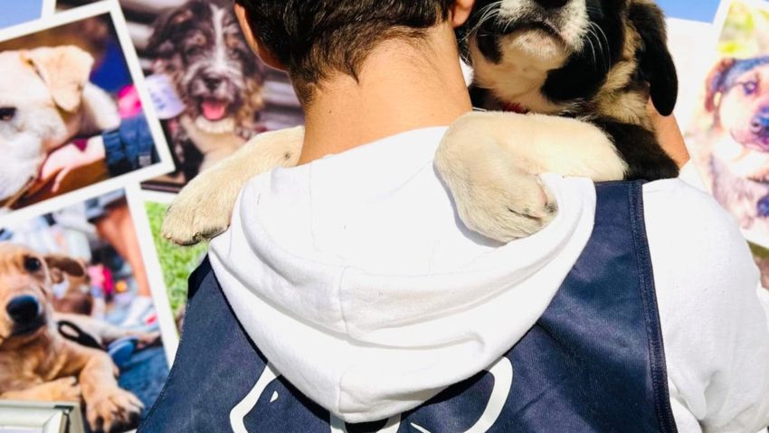 Târg de adoptii, sâmbătă, la intrarea in Herăstrău