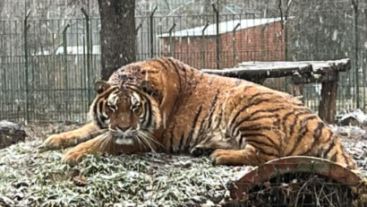 Tragedie la Grădina Zoologică Pitești: un angajat a murit după ce a fost atacat de un tigru