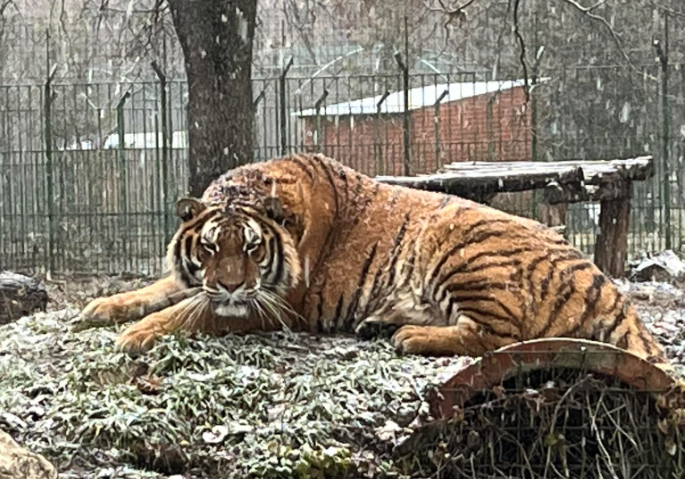 Tragedie la Grădina Zoologică Pitești: un angajat a murit după ce a fost atacat de un tigru