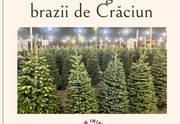 Sectorul 5: Brazii de Craciun sunt colectati gratuit