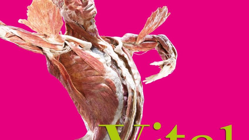 La solicitarea publicului, expoziția BODY WORLDS – Vital extinde perioada de vizitare